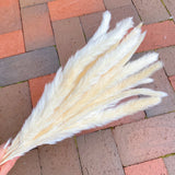 Pampa fraîchement conservée