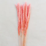 Pampa fraîchement conservée