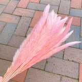 Pampa fraîchement conservée