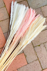 Pampa fraîchement conservée