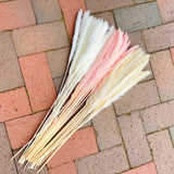 Pampa fraîchement conservée