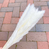 Pampa fraîchement conservée