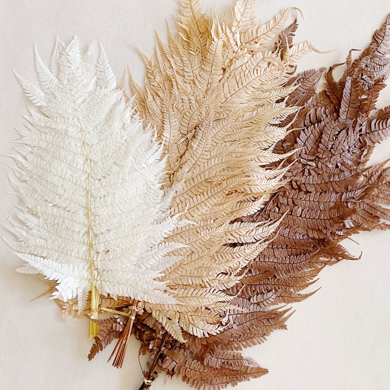 Preserved Fern Tall Leaf Bunch