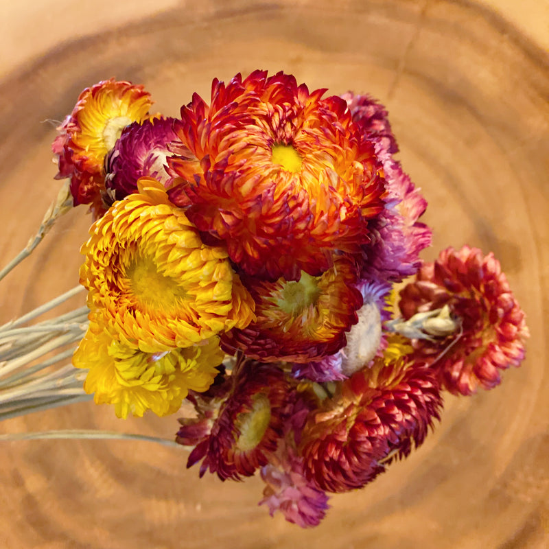 Captured Beauty Dried Flower Bunch