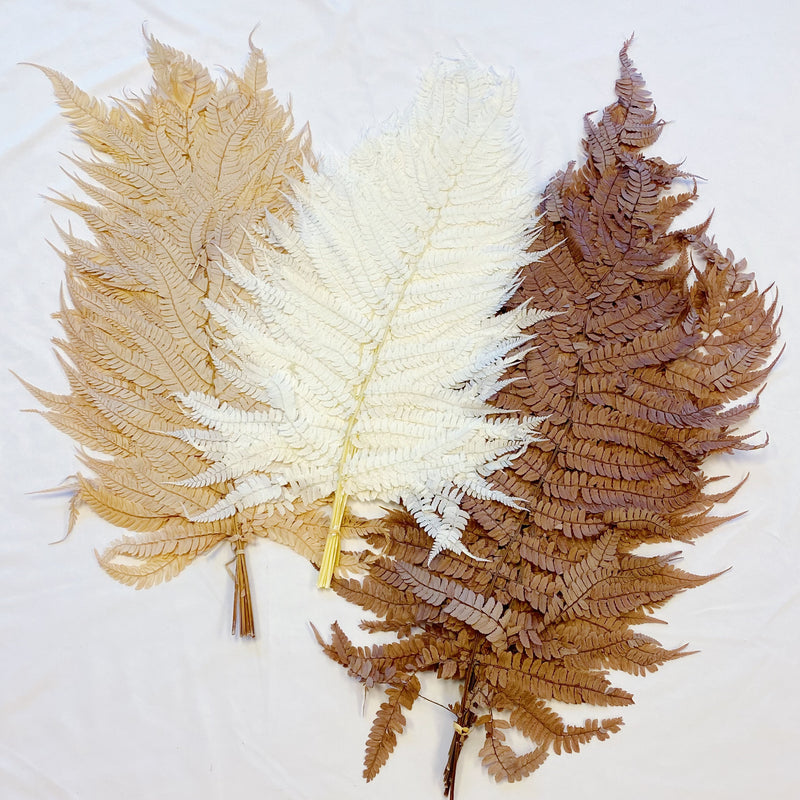 Preserved Fern Tall Leaf Bunch