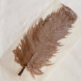 Preserved Fern Tall Leaf Bunch