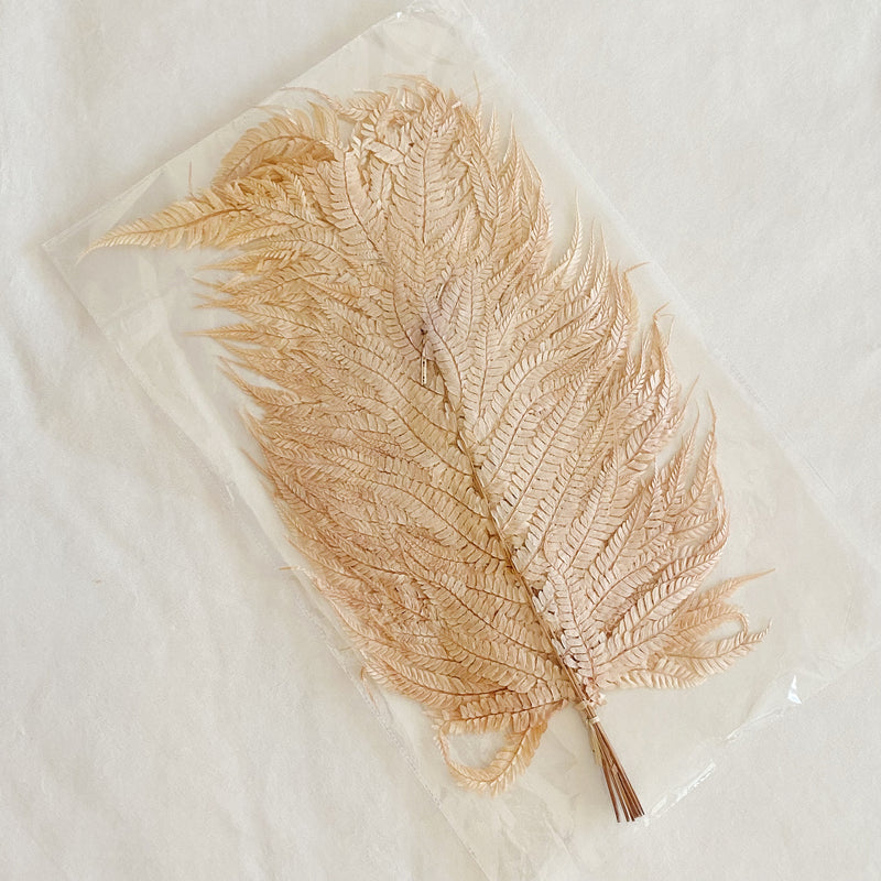 Preserved Fern Tall Leaf Bunch